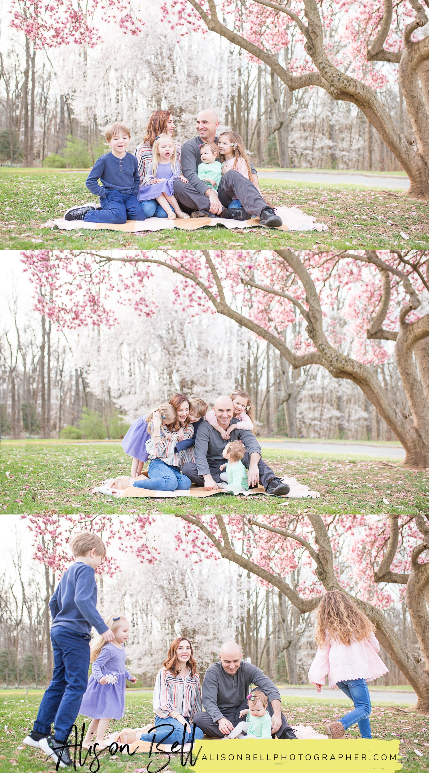 Half Price Family Mini Sessions on Marine Corps Base Quantico with Spring saucer magnolia blossoms by Alison Bell, Photographer. Alisonbellphotographer.com